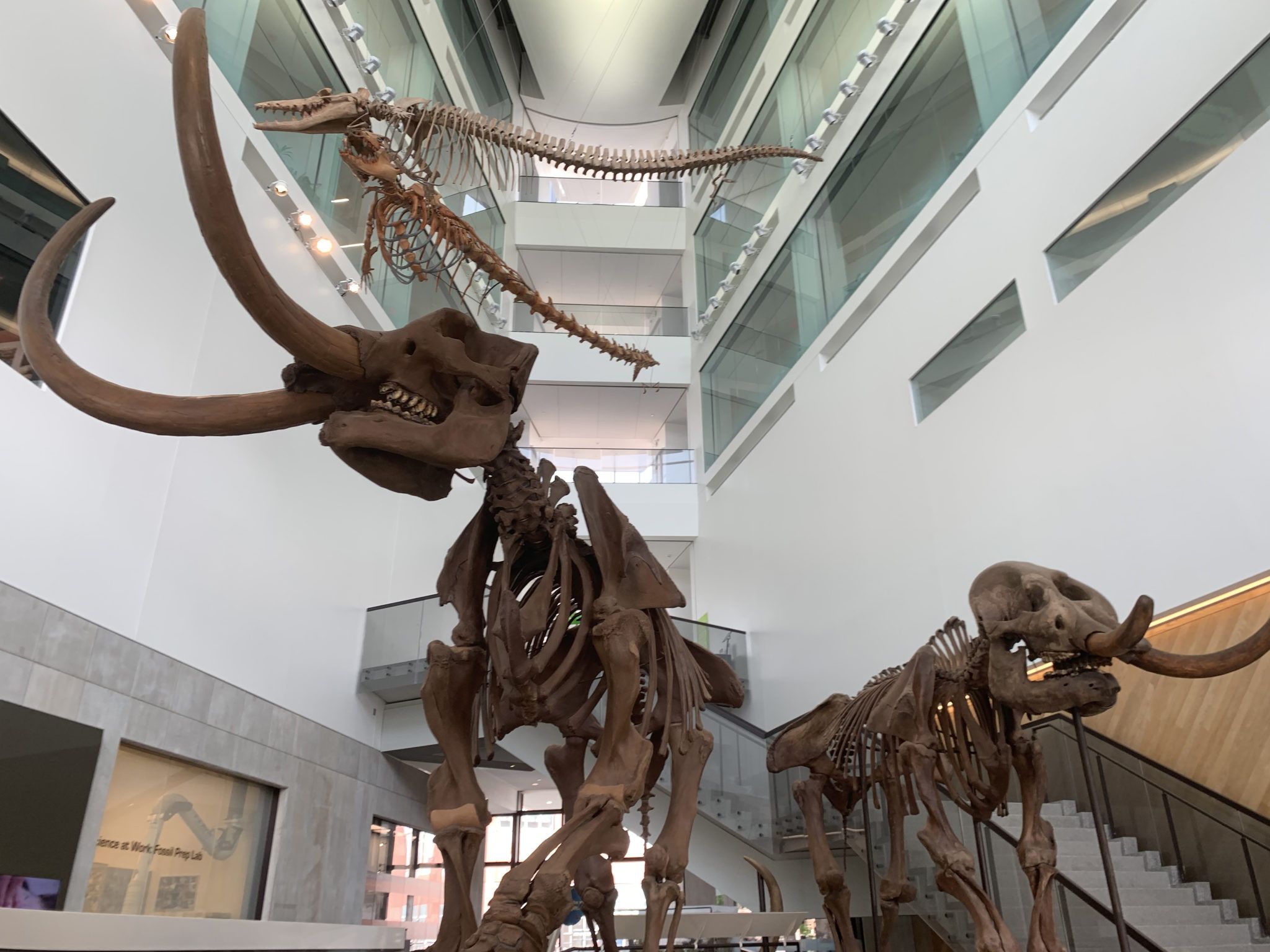 Unveiling Wonders – A Journey Through the Museum of Natural History Ann Arbor