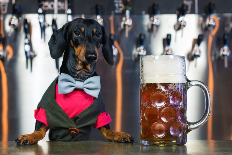 dog dachshund bartender, black and tan, in a bow tie and a suit at the bar counter sells a large glass of beer on the background of a wall with beer taps