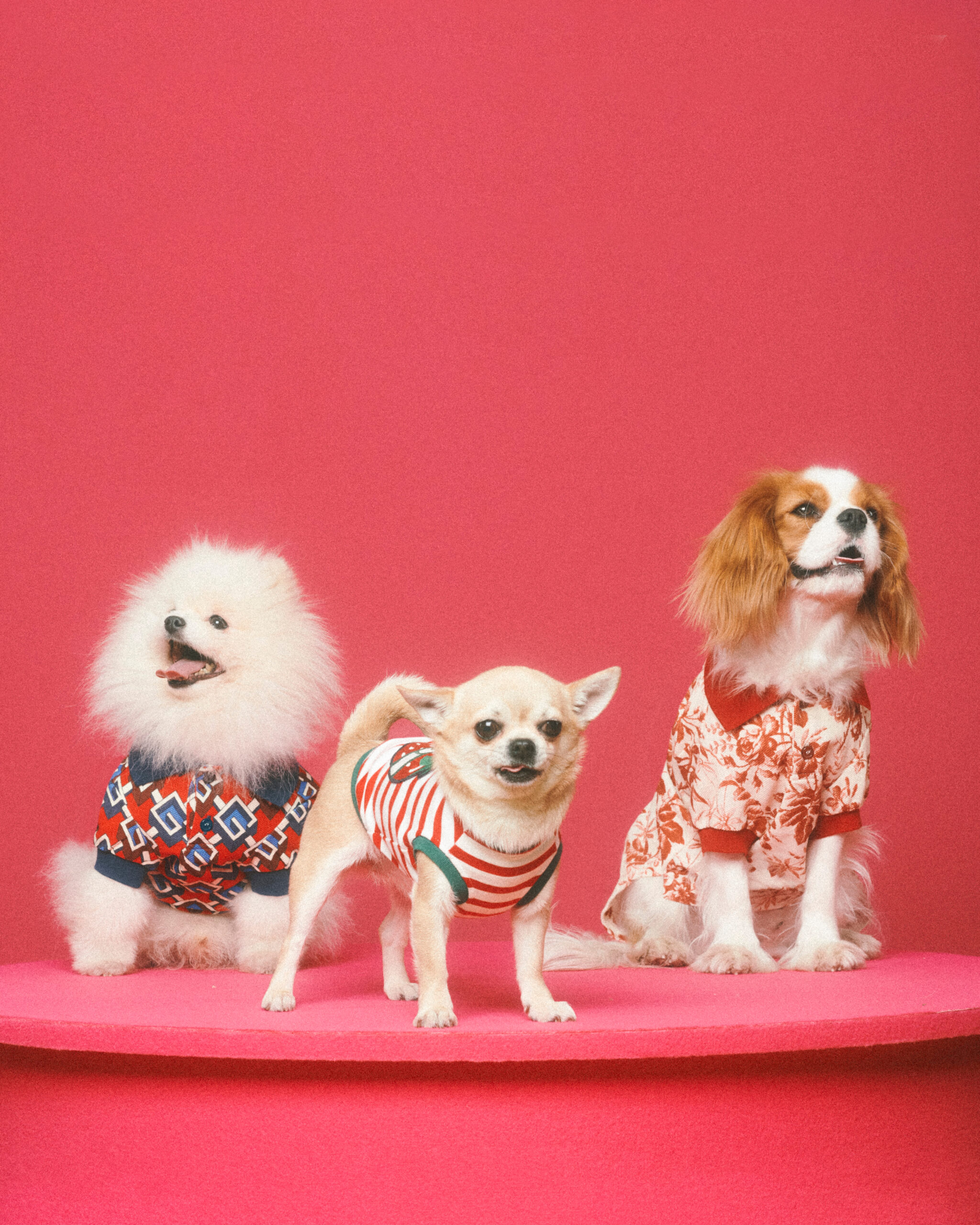 The Good Life: Gucci's pet collection and Gabriel & Co. - Tampa