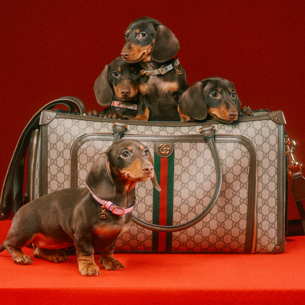 The Good Life: Gucci's pet collection and Gabriel & Co. - Tampa