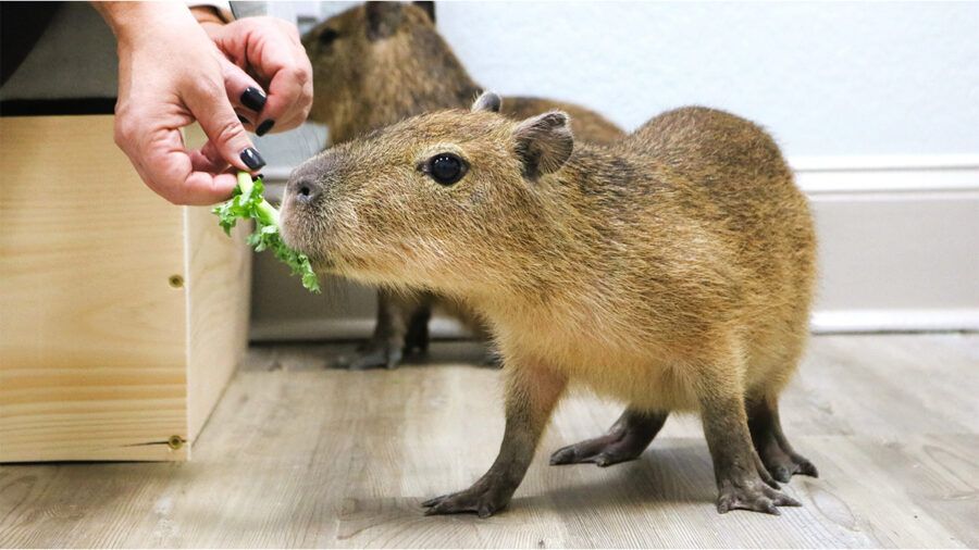 Capybara