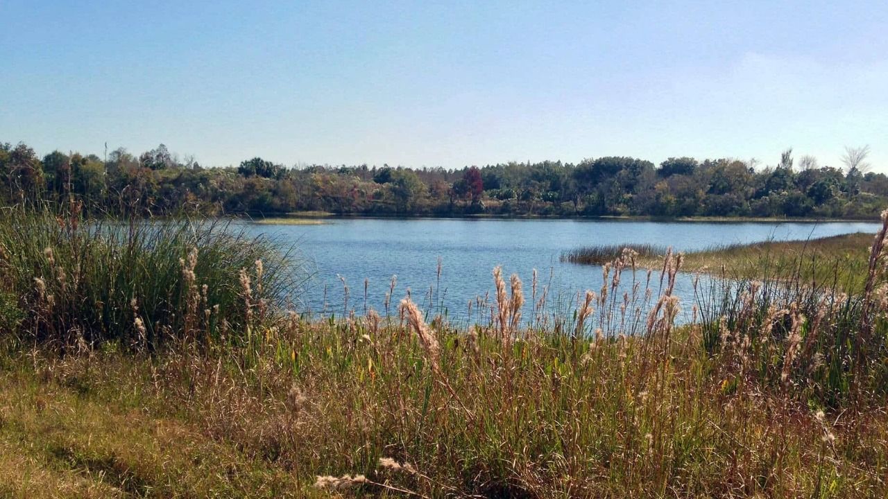 Wetlands and lake near the Green Swamp in Polk County