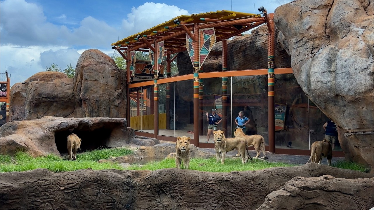 Busch Gardens Lion and Hyena Ridge