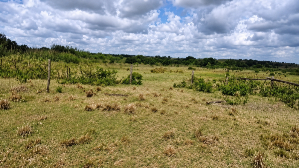 71-Acre Bartow Property Positioned for Industrial Development